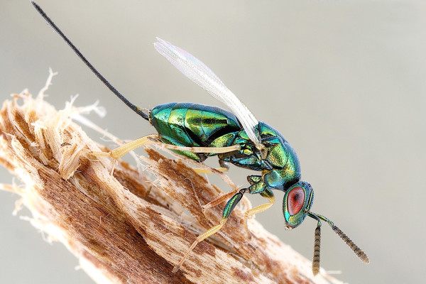 Torymus affinis