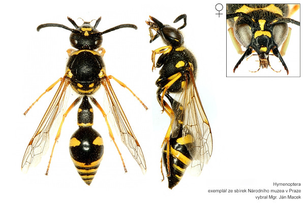 Eumenes pedunculatus