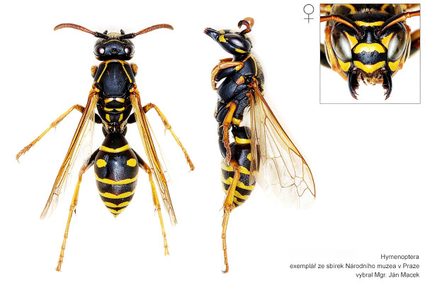 Polistes nimpha