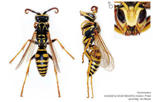 Polistes nimpha