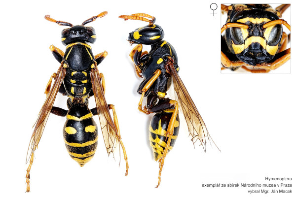 Polistes sulcifer