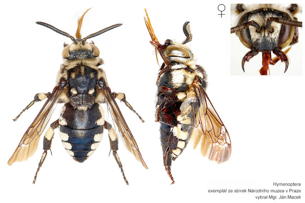 Thyreus histrionicus