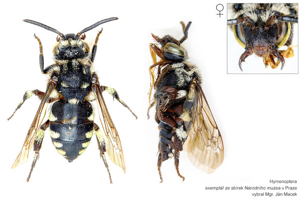 Thyreus orbatus
