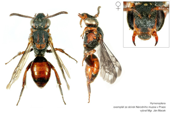 Nomada argentata