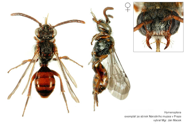 Nomada atroscutellaris