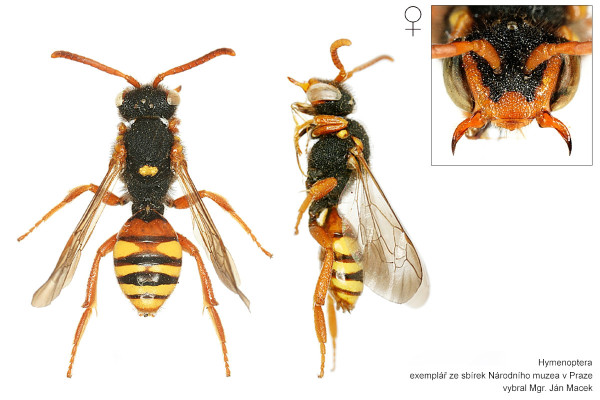Nomada bifasciata