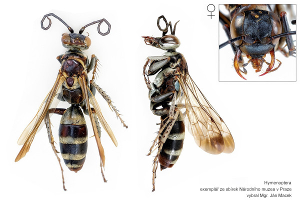 Pompilus cinereus