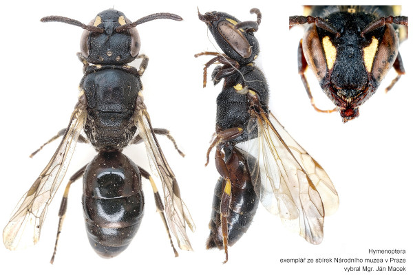 Hylaeus communis