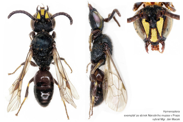 Hylaeus communis