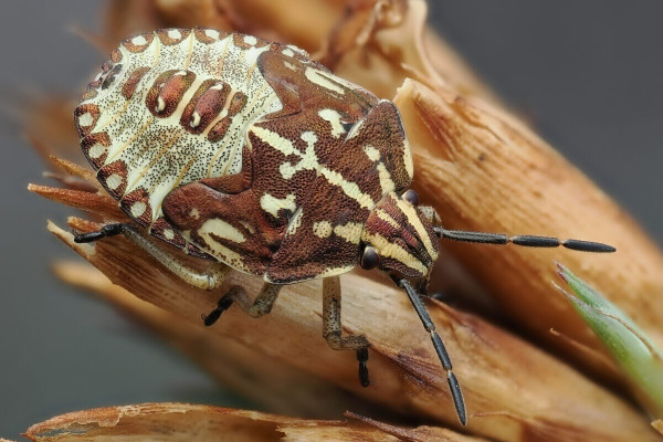 Carpocoris purpureipennis