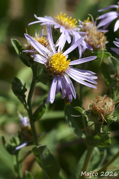 Aster amelloides