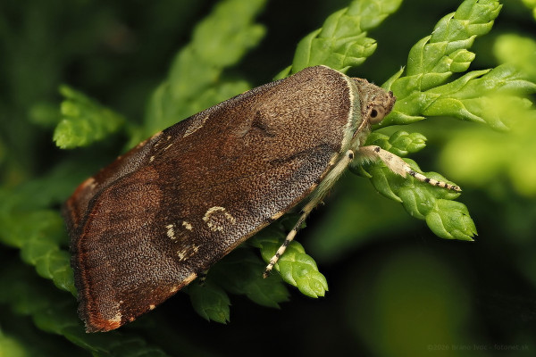 Noctua janthina