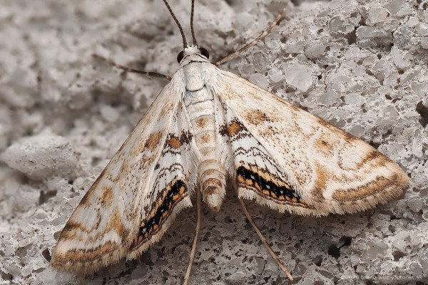 Cataclysta lemnata