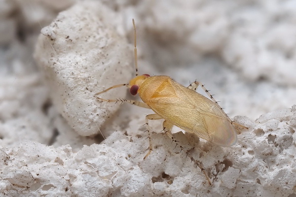 Psallus anaemicus