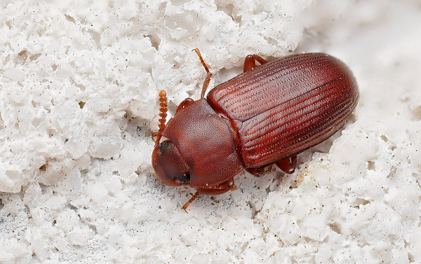Tribolium castaneum