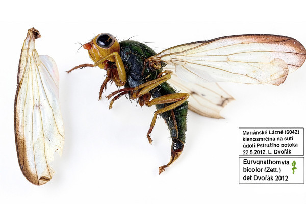Eurygnathomyia bicolor