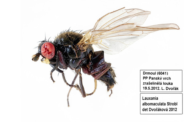Calliopum albomaculatum
