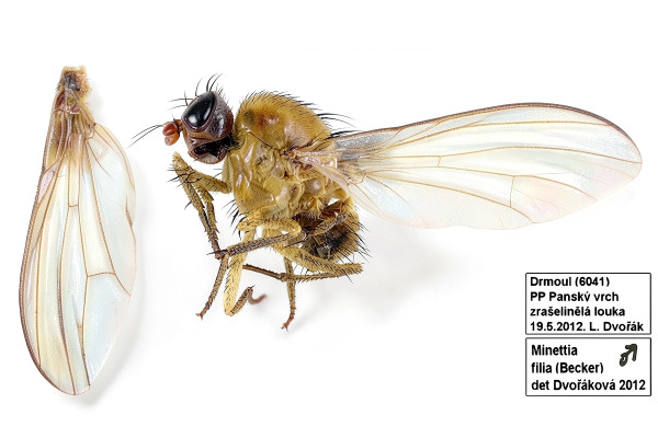Minettia filia