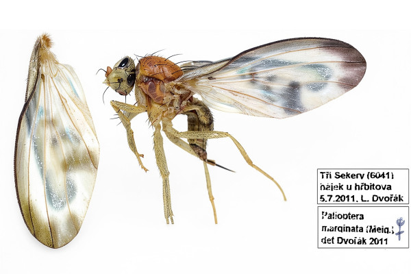 Palloptera marginata