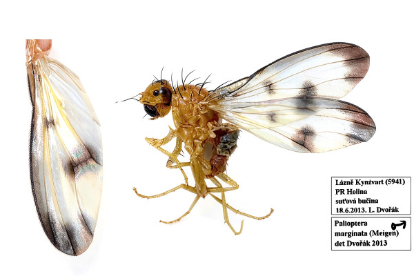 Palloptera marginata