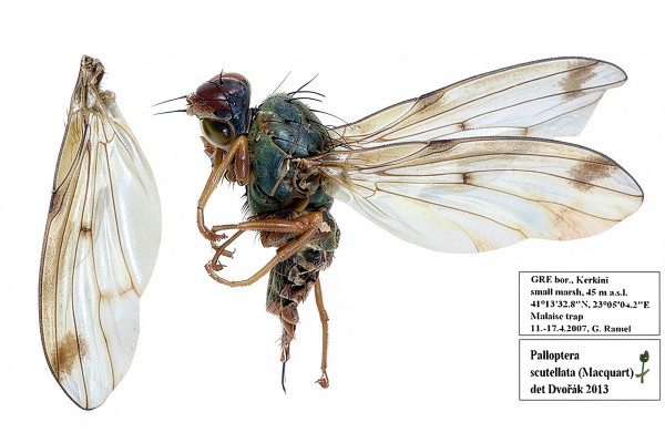 Palloptera scutellata
