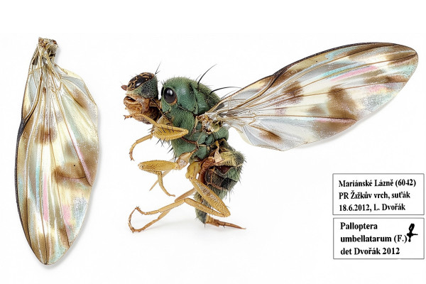 Palloptera umbellatarum