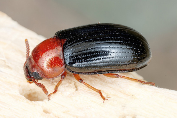 Neomida haemorrhoidalis