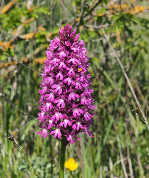 Anacamptis pyramidalis