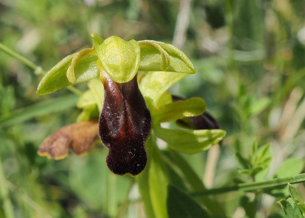 Ophrys fusca