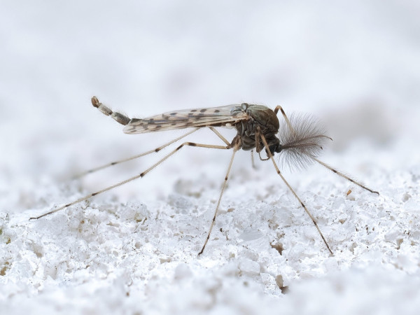 Tanypus punctipennis