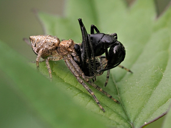 Tmarus piger