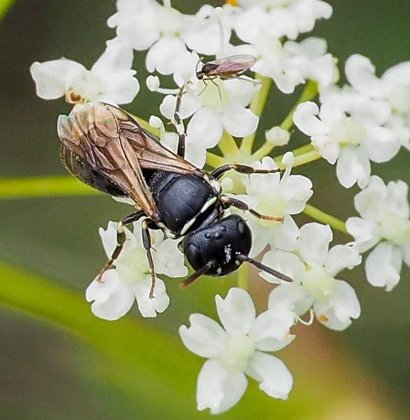 Hylaeus nigritus