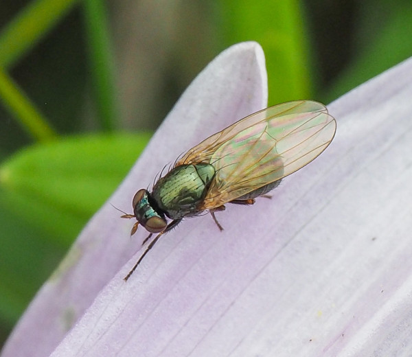 Calliopum simillimum