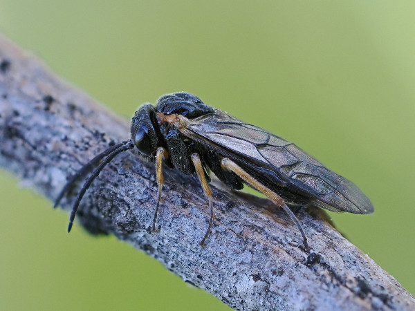Monophadnus monticola