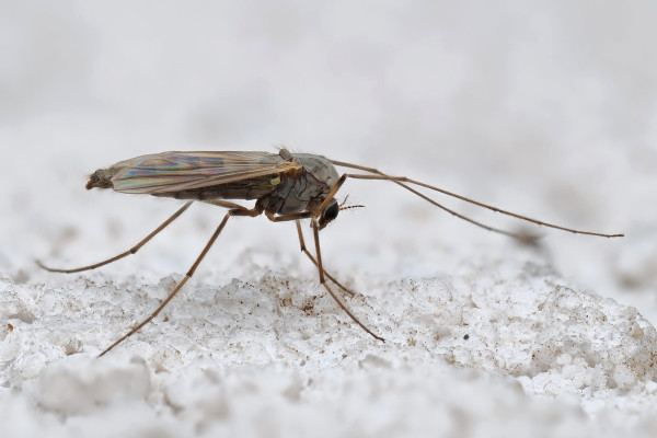 Orthocladius oblidens