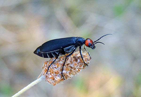 Epicauta rufidorsum