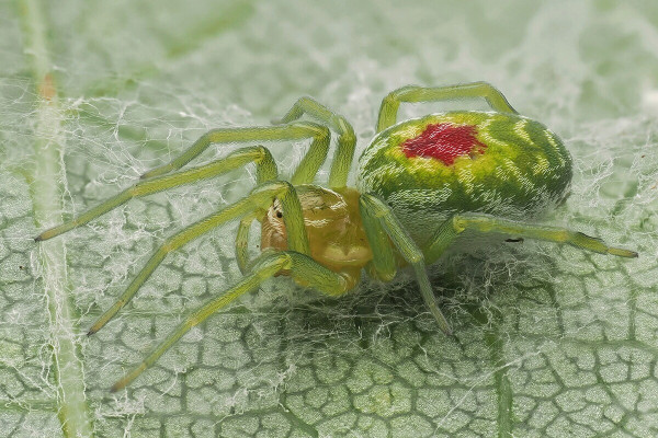 Nigma walckenaeri