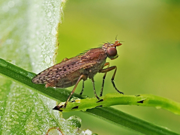 Pherbina coryleti
