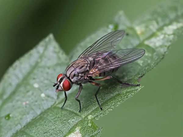Dasyphora pratorum