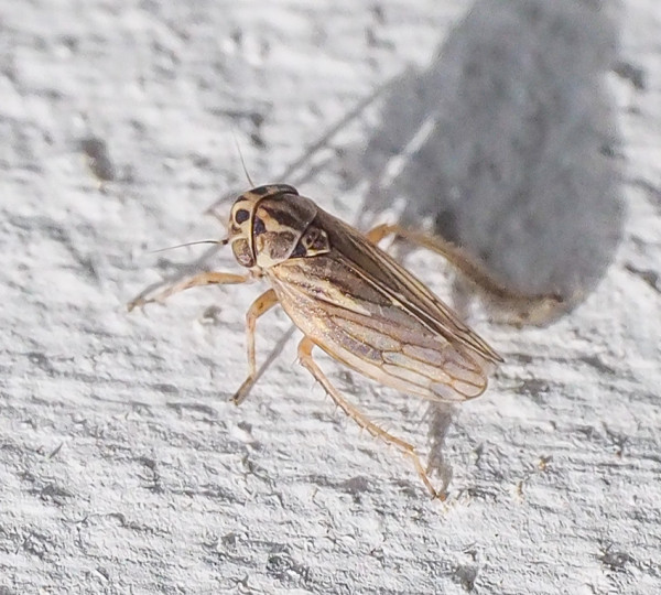 Anaceratagallia ribauti