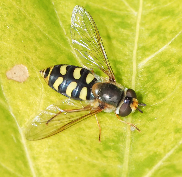 Scaeva dignota