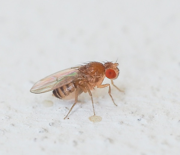 Drosophila testacea