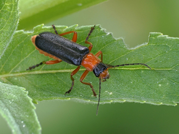 Cantharis pellucida