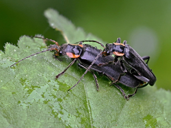 Cantharis obscura