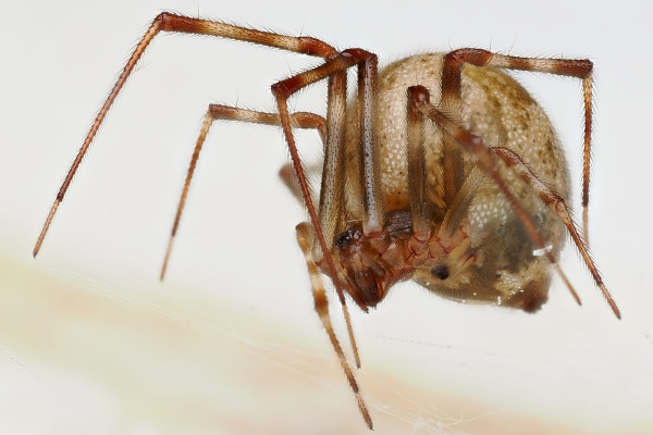 Parasteatoda tepidariorum