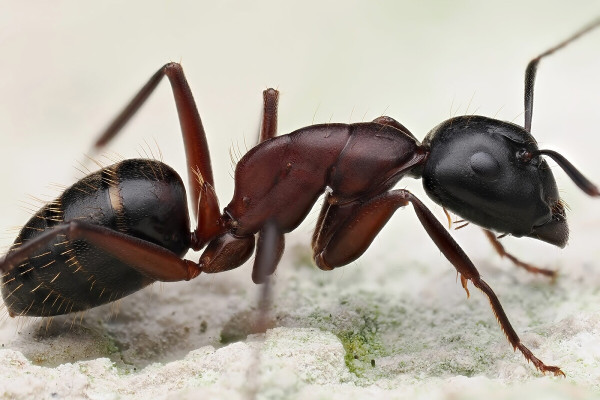 Camponotus herculeanus