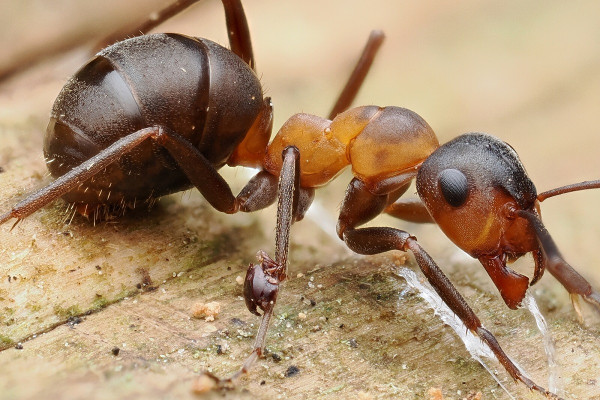 Formica rufa