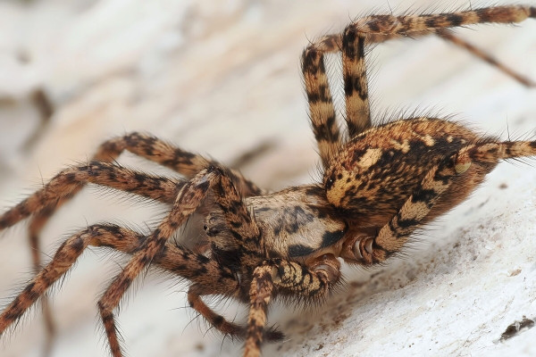 Tegenaria ferruginea