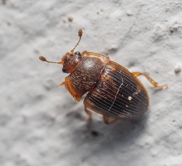 Stelidota geminata
