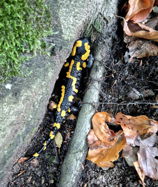 salamandra škvrnitá